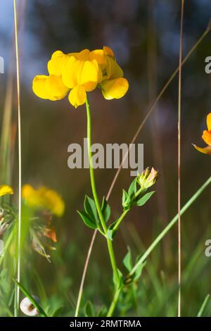 Nahaufnahme des feldgelben Honigblütenlotus corniculatus auf natürlichem, verschwommenem Hintergrund. Stockfoto