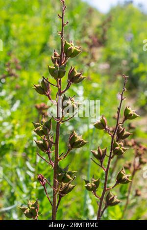 Samen auf Stängeln Dictamnus Albus ist eine Gattung von Blütenpflanzen der Familie Rutaceae. Die Blüten weiß mit lila Adern oder rosa, rötlich, lila mit Stockfoto