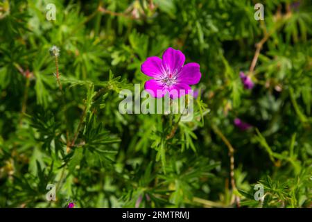 Violette Blüten von Wild Geranium maculatum aus nächster Nähe. Frühling Natur, Frühling Garten. Geranium maculatum, die wilde Geranium, ist eine mehrjährige Pflanze aus der Heimat Stockfoto