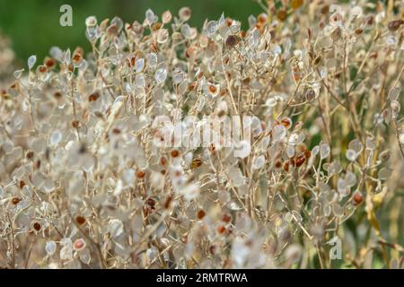 Nahaufnahme der trocknenden Körner auf dem Feld, warmes Licht, Stiele und Blätter sowie Saatköpfe mischen sich zu einem rauen goldenen Hintergrund von Agrocu Stockfoto