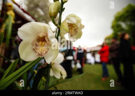 (140920) -- BOGOTA, 20. September 2014 -- Menschen besuchen die 12. Nationale Orchideenausstellung in Bogota City, Hauptstadt Kolumbiens, am 19. September 2014. Die Ausstellung findet vom 19. Bis 22. September statt. Jhon Paz) (djj) COLOMBIA-BOGOTA-ORCHID-EXPOSITION e Jhonxpaz PUBLICATIONxNOTxINxCHN Bogota 20. September 2014 Prominente besuchen die 12. Nationale Orchideenexposition in Bogota City Capital of Colombia AM 19. September 2014 die Exposition wird Held vom 19. Bis 22. September sein Jhon Paz Colombia und PUxBLINXN Orchideenexposition Stockfoto