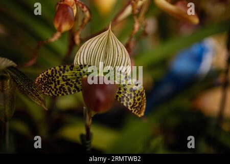 (140920) -- BOGOTA, 20. September 2014 -- eine Orchideenblüte wird auf der 12. Nationalen Orchideenausstellung in Bogota City, der Hauptstadt Kolumbiens, am 19. September 2014 gesehen. Die Ausstellung findet vom 19. Bis 22. September statt. Jhon Paz) (djj) COLOMBIA-BOGOTA-ORCHID-EXPOSITION und Jhonxpaz PUBLICATIONxNOTxINxCHN Bogota, 20. September 2014, Orchideenseen BEI der 12. Nationalen Orchideenexposition in Bogota, Hauptstadt Kolumbiens, AM 19. September 2014 Stockfoto