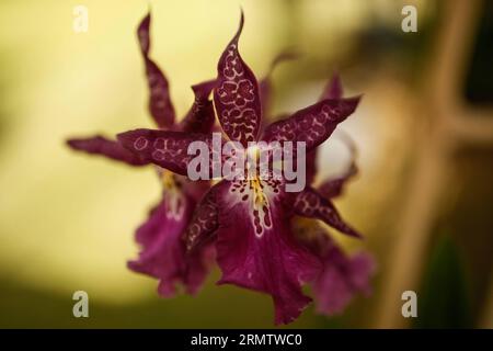 (140920) -- BOGOTA, 20. September 2014 -- Orchideenblüten werden auf der 12. Nationalen Orchideenausstellung in Bogota City, der Hauptstadt Kolumbiens, am 19. September 2014 gesehen. Die Ausstellung findet vom 19. Bis 22. September statt. Jhon Paz) (djj) COLOMBIA-BOGOTA-ORCHID-EXPOSITION e Jhonxpaz PUBLICATIONxNOTxINxCHN Bogota 20. September 2014 Orchideenblüten sind Seen BEI der 12. Nationalen Orchideenexposition in Bogota City Capital of Colombia AM 19. September 2014 die Exposition wird Held vom 19. Bis 22. September sein. Jhon PaCHINCHUCHIENPICIENPICIENPICIENPICIEN Kolumbien Stockfoto