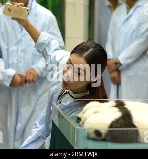 (140920) -- GUANGZHOU, 20. September 2014 -- der ehemalige Olympiasieger Liu Xuan nimmt ein Selfie zusammen mit drei neugeborenen riesigen Panda-Drillingen im Chimelong Safari Park in Guangzhou, der Hauptstadt der südchinesischen Provinz Guangdong, am 20. September 2014. Liu Xuan besuchte zusammen mit Li Ning, einem weiteren ehemaligen Goldmedaillengewinner der olympischen Gymnastik, am Samstag den Chimelong Safari Park in Guangzhou, um eine seltene Gruppe von riesigen Panatripletten zu besuchen, die Anfang Juli 29 hier geboren wurden. ) (lmm) CHINA-GUANGZHOU-RIESE PANDA TRIPLETT-OLYMPIASIEGER-BESUCH (CN) LiuxDawei PUBLICATIONxNOTxINxCHN Guangzhou 20. September 2014 Formular Stockfoto