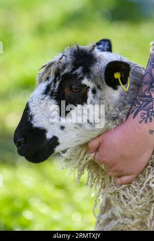 Reeth Show 2023, North Yorkshire Stockfoto