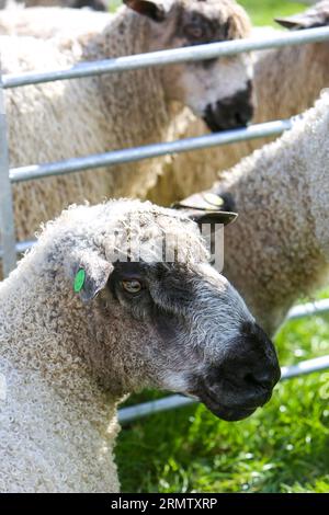 Reeth Show 2023, North Yorkshire Stockfoto