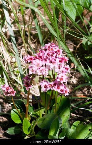 Bergenia cordifolia purpurea Elefantenohren Pflanzenblumen Stockfoto