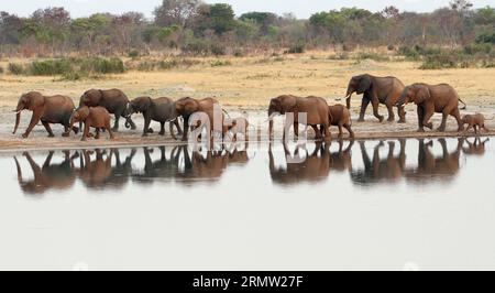 Eine Elefantenherde wird in der Nähe von nyamandhlovu Pan gesichtet, einem beliebten Wasserloch im Hwange-Nationalpark, Matabeleland North Province, Simbabwe, 27. September 2014. Simbabwe, mit einer der weltweit größten Elefantenpopulationen, meldete dieses Jahr nur wenige Fälle von Elefantenwilderei, dank verstärkter Bemühungen gegen Wilderei, nachdem mehr als 100 Elefanten vor einem Jahr an einer Zyanidvergiftung durch Elfenbeinwilderer gestorben waren. ) (Zjy) ZIMBABWE-HWANGE-ELEPHANTS XuxLingui PUBLICATIONxNOTxINxCHN to Elephant Herd IST in der Nähe von Pan, einem beliebten Wasserloch im Hwange-Nationalpark, in der Nordprovinz von Matabeleland, Simbabwe, Sep. Zu sehen Stockfoto