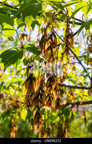 Nahaufnahme der rötlich-rosa reifen Früchte des Ahorns. Stockfoto