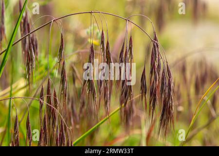 Die Pflanze Bromus sterilis, anysantha sterilis oder unfruchtbarer Brom gehört zur Familie der Poaceae zum Zeitpunkt der Blüte. Wilde Getreidepflanze Bromus steril Stockfoto