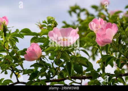 Von oben sehen Sie die farbenfrohe Rosa Canina Blume mit rosa Blüten und Stäben, die im Garten auf verschwommenem Hintergrund wachsen. Stockfoto