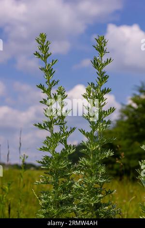 Silbergrüner Wermut hinterlässt Hintergrund. Artemisia absinthium, Absinth-Wermut-Pflanze im Kräuterküchengarten, Nahaufnahme, Makro. Stockfoto