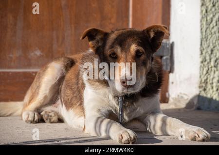 Hund an der Kette gähnt. Der Hauswachhund gähnt. Stockfoto