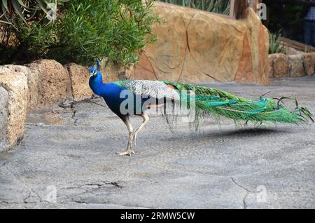 Bunte männliche Pfauenansicht auf Teneriffa Stockfoto