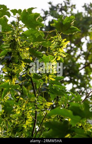 Nahaufnahme der rötlich-rosa reifen Früchte des Ahorns. Stockfoto