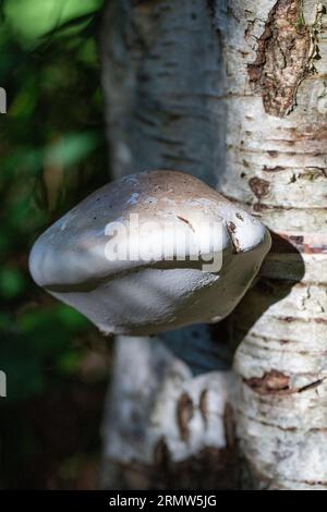 Pilz Birkenpolypore (Fomitopsis betulina (vormals Piptoporus betulinus)) am Stamm der Birke Stockfoto