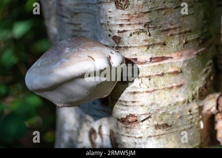 Pilz Birkenpolypore (Fomitopsis betulina (vormals Piptoporus betulinus)) am Stamm der Birke Stockfoto