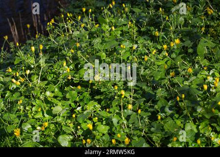 Kleine Schöllkellanie (Ficaria verna); Gruppe von blühenden Pflanzen Stockfoto