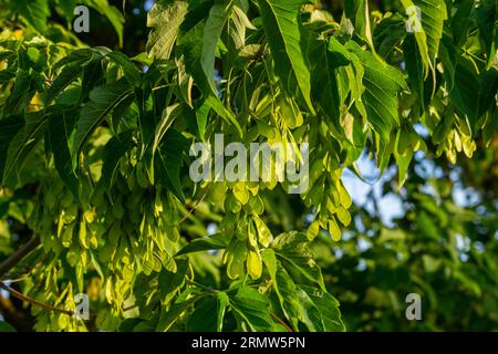 Nahaufnahme der rötlich-rosa reifen Früchte des Ahorns. Stockfoto