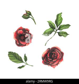 Rote und schwarze Rosen mit grünen Blättern und Knospen. Aquarellzeichnung, handgezeichnet. Set von isolierten Elementen auf weißem Hintergrund. Stockfoto