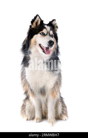 Junger sibirischer Husky vor weißem Hintergrund Stockfoto