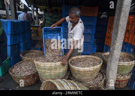 (141026) -- CALCUTTA, 26. Oktober 2014 -- ein indischer Fischer arrangiert Fisch für eine spätere Auktion in der Nähe des Seestrandes von Digha, etwa 180 km von Calcutta entfernt, der Hauptstadt des ostindischen Bundesstaates West Bengal, 26. Oktober 2014. Die Fischerei ist in den indischen küstenstaaten mit über 14 Millionen Beschäftigten ein wichtiger Wirtschaftszweig. Tumpa Mondal) (zjy) INDIA-CALCUTTA-FISH MARKET e TumpaxMondal PUBLICATIONxNOTxINxCHN Calcutta OCT 26 2014 to Indian Fisherman arrangiert Fish for LATER Auction in der Nähe von Digha Sea Beach etwa 180 km von Calcutta Hauptstadt des östlichen indischen Staates WEST Bengal OCT 26 2014 Fischerei IST eine wichtige Industrie in Indien Stockfoto