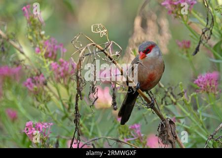 Waxbill (Estrilda astrild) Barcelona Spanien August 2023 Stockfoto