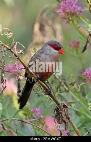 Waxbill (Estrilda astrild) Barcelona Spanien August 2023 Stockfoto