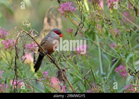 Waxbill (Estrilda astrild) Barcelona Spanien August 2023 Stockfoto