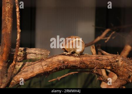 Ein kleines graues Tier sitzt auf einem Ast. Stockfoto