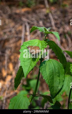 Schmetterling auf grünem Blatt mit lebendigen Farben und komplizierten Details. Stockfoto