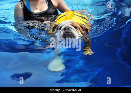 AKTUELLES ZEITGESCHEHEN Luxushotel für Tiere in Singapur (141104) -- SINGAPUR, 4. Nov. 2014 -- Ein Hund schwimmt am 4. Nov. 2014 im Schwimmbad des Luxus-Tierhotels in Singapurs Dempsey Hill. Die Medienvorschau von Singapurs erstem Luxus-Tierhotel fand am Dienstag statt. In diesem Hotel können Haustiere nicht nur königliche Suiten, sondern auch SPA, Friseur, Schwimmen und Limousinenservice genießen. ) (lmz) SINGAPUR-LUXUS PET HOTEL ThenxChihxWey PUBLICATIONxNOTxINxCHN News aktuelle Veranstaltungen Luxus Hotel für Tiere in Singapur Singapur 4. November 2014 ein Hund schwimmt im Schwimmbad des Luxus PET Hotels in Stockfoto