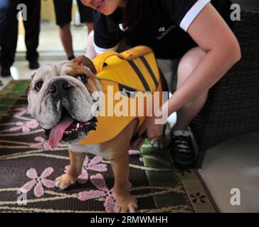 AKTUELLES ZEITGESCHEHEN Luxushotel für Tiere in Singapur (141104) -- SINGAPUR, 4. Nov. 2014 -- Ein Hotelmitarbeiter hilft einem Hund, die spezielle Schwimmweste im Luxus-Tierhotel im Dempsey Hill in Singapur am 4. Nov. 2014 zu tragen. Die Medienvorschau von Singapurs erstem Luxus-Tierhotel fand am Dienstag statt. In diesem Hotel können Haustiere nicht nur königliche Suiten, sondern auch SPA, Friseur, Schwimmen und Limousinenservice genießen. ) (lmz) SINGAPUR-LUXUS PET HOTEL ThenxChihxWey PUBLICATIONxNOTxINxCHN News aktuelle Veranstaltungen Luxus Hotel für Tiere in Singapur Singapur 4. November 2014 ein Hotelmitarbeiter hilft A Stockfoto