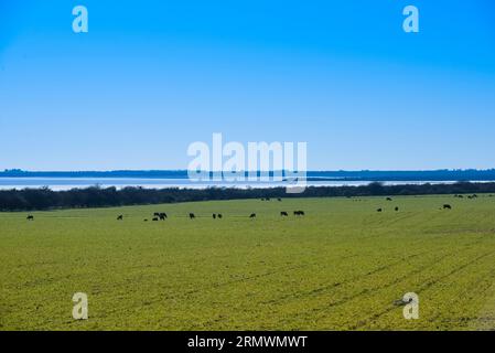 Rinder in der Landschaft von Pampas, Provinz La Pampa, Patagonien, Argentinien. Stockfoto