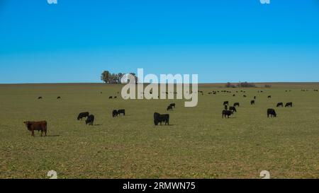 Rinder in der Landschaft von Pampas, Provinz La Pampa, Patagonien, Argentinien. Stockfoto