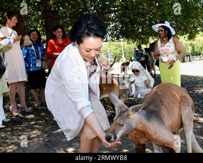 UNTERHALTUNG PROMINENTE G20 Gipfel in Brisbane - Ehefrau von Xi Jinping besucht einen Zoo (141115) -- BRISBANE, 15. November 2014 -- Peng Liyuan (Front), Ehefrau des chinesischen Präsidenten Xi Jinping, füttert ein Känguru während eines Besuchs im Lone Pine Koala Sanctuary mit Ehepartnern anderer G20-Führer in Brisbane, Australien, 15. November 2014. ) (Zkr) AUSTRALIA-BRISBANE-PENG LIYUAN-KOALA ZOO-VISIT RaoxAimin PUBLICATIONxNOTxINxCHN Entertainment Celebrities G20 Gipfel in Brisbane Ehefrau aus Xi Jinping besuchte einen Zoo Brisbane 15. November 2014 Peng Liyuan Front Ehefrau des chinesischen Präsidenten Xi Jinping ernährt einen Kangaroo Dur Stockfoto