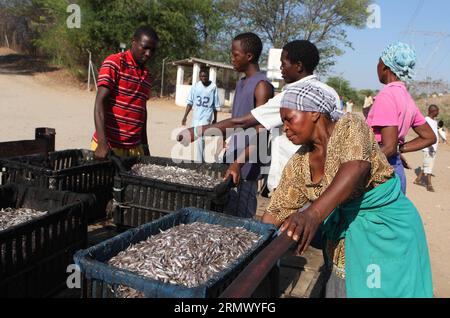 (141116) -- KARIBA, 16. November 2014 -- Einheimische laden Kapentafisch in Körbe in der Nähe eines Fischmarktes in Kariba, einer Seestadt etwa 364 km nordwestlich von Harare, der Hauptstadt Simbabwes, 15. November 2014. Die Fischerei ist die wichtigste Industrie in Kariba, Afrikas größtem künstlichen See, der von Simbabwe und Zamba geteilt wird und eine Vielzahl von Brassen, Kapenta und Tigerfischen beherbergt. ) (lmz) ZIMBABWE-KARIBA-FISHING Stringer PUBLICATIONxNOTxINxCHN Kariba Nov 16 2014 Einheimische laden Fisch in Korben in der Nähe eines Fischereimarktes in Kariba, einer Seestadt im Nordwesten von Harare, Hauptstadt von Simbabwe 15. November 2014 Fischerei IST die Hauptindustrie i Stockfoto