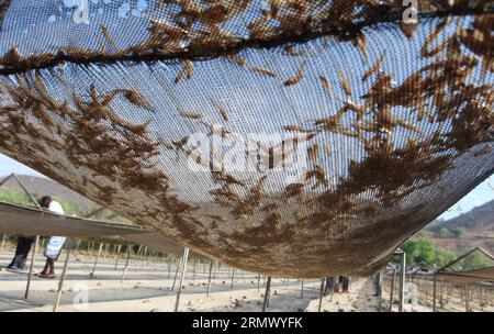 (141116) -- KARIBA, 16. November 2014 -- Kapenta-Fisch wird auf einem Netz in der Nähe eines Fischmarktes in Kariba getrocknet, einer Seestadt etwa 364 km nordwestlich von Harare, der Hauptstadt Simbabwes, 15. November 2014. Die Fischerei ist die wichtigste Industrie in Kariba, Afrikas größtem künstlichen See, der von Simbabwe und Zamba geteilt wird und eine Vielzahl von Brassen, Kapenta und Tigerfischen beherbergt. ) (lmz) ZIMBABWE-KARIBA-FISHING Stringer PUBLICATIONxNOTxINxCHN Kariba Nov 16 2014 Fisch wird im Netz in der Nähe eines Fischereimarktes in Kariba, einer Seestadt nordwestlich von Harare, Hauptstadt von Simbabwe, getrocknet 15. November 2014 Fischerei IST die Hauptindustrie in Kariba AFR Stockfoto