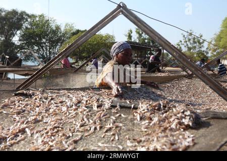 (141116) -- KARIBA, 16. November 2014 -- Ein Zimbabwer trocknet Kapenta-Fische in der Nähe eines Fischmarktes in Kariba, einer Seestadt etwa 364 km nordwestlich von Harare, der Hauptstadt Simbabwes, 15. November 2014. Die Fischerei ist die wichtigste Industrie in Kariba, Afrikas größtem künstlichen See, der von Simbabwe und Zamba geteilt wird und eine Vielzahl von Brassen, Kapenta und Tigerfischen beherbergt. ) (lmz) ZIMBABWE-KARIBA-FISHING Stringer PUBLICATIONxNOTxINxCHN Kariba 16. November 2014 ein Zimbabwe trocknet Fisch in der Nähe eines Fischereimarktes in Kariba, einer Seestadt nordwestlich von Harare, Hauptstadt von Simbabwe 15. November 2014 die Fischerei IST die Hauptindustrie in Kariba AFR Stockfoto