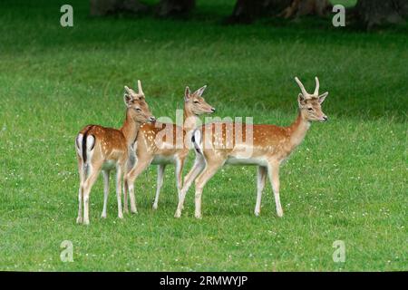 Damhirsch-Doe (Dama dama) mit ihren Kätzchen. Stockfoto