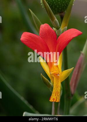 Eine Nahaufnahme einer einzelnen roten und gelben Blume von Canna patens Stockfoto