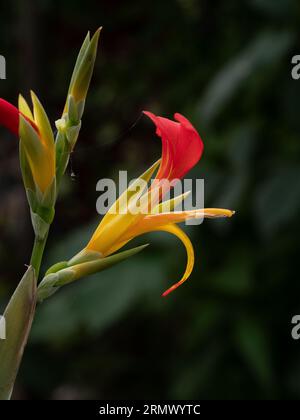 Eine Nahaufnahme einer einzelnen roten und gelben Blume von Canna patens Stockfoto