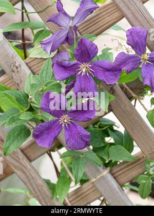 Eine Gruppe der blauen Malvenblüten der krabbelnden Clematis 'Arabella', die auf einem Spalier wächst. Stockfoto