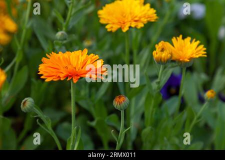 Hellgelbe Ringelblume wächst auf einer Wiese vor einem Hintergrund aus grünem Gras. Stockfoto