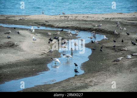 Verschiedene Arten von Vögeln und Seevögeln - Kaspische Möwen, Gelbbeinmöwen, Tauben und Krähen, sitzen in der Nähe eines Wassergrabens an einem Strand am Meer. Hori Stockfoto