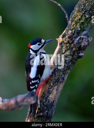 Spechte greifen an einen Baum Stockfoto