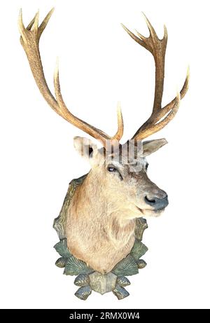 Gefüllte Rothirsche, Hirschkopf mit Geweih (Cervus elaphus) auf einer Holzplatte isoliert auf weißem Hintergrund. Stockfoto