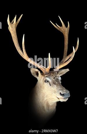 Gefüllte Rothirsche, Hirschkopf mit Geweih (Cervus elaphus) auf einer Holzplatte isoliert auf weißem Hintergrund. Stockfoto