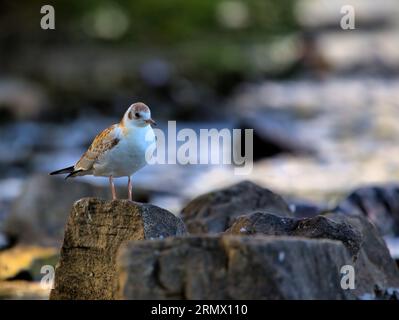 Junge Schwarze Möwe stand auf einem Felsen mit Blick auf einen See Stockfoto