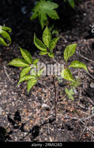 Blätter von japanischem Ginseng (Panax japonicus) Stockfoto